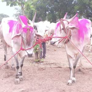 bail_bajar_original